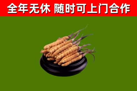 海林烟酒回收冬虫夏草.jpg
